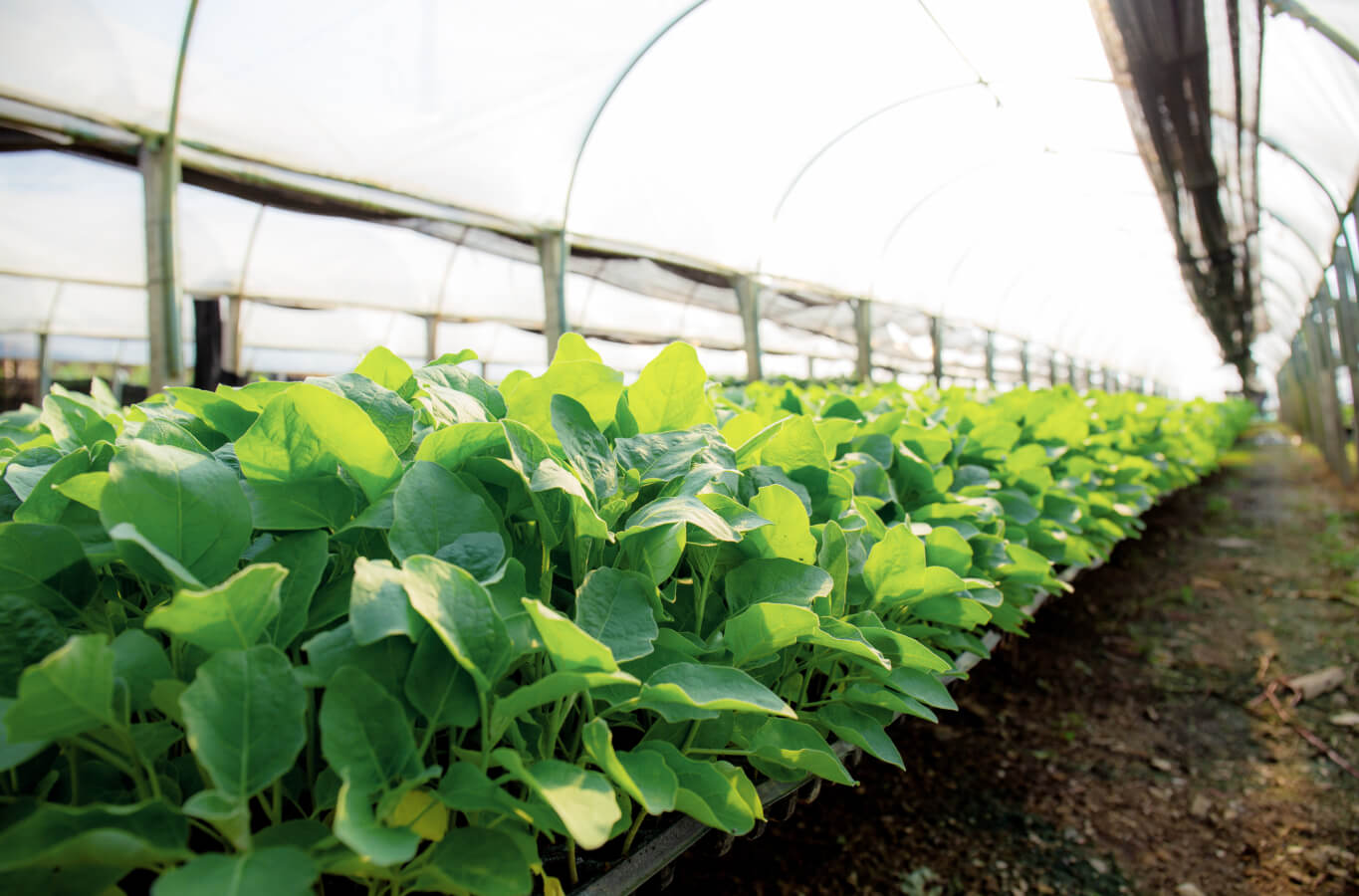 Feeding the Future of Agriculture with Vertical Farming